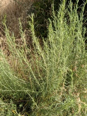 Artemisia californica