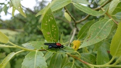 Clitellaria ephippium