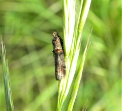 Trachonitis cristella