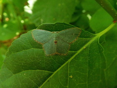 Chloropteryx tepperaria