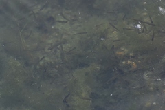 Leucaspius delineatus