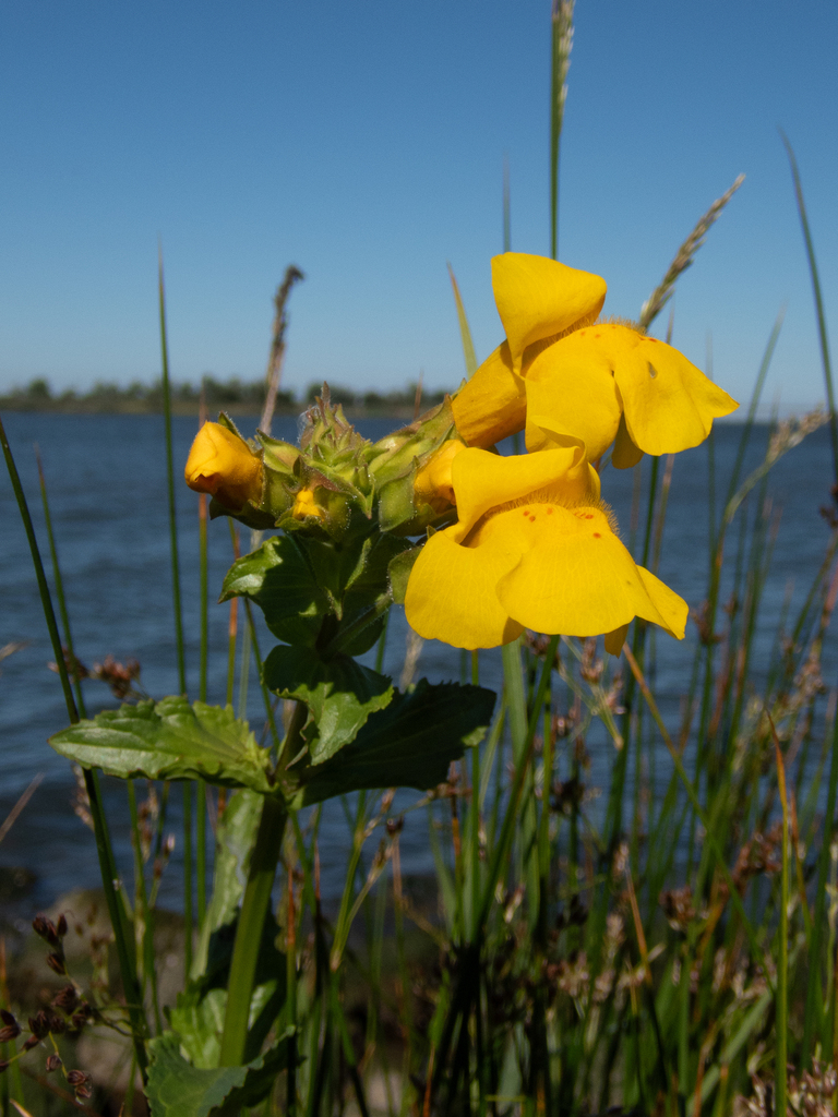 Scouler's Monkeyflower from Antioch, CA, USA on May 11, 2024 at 04:31 ...