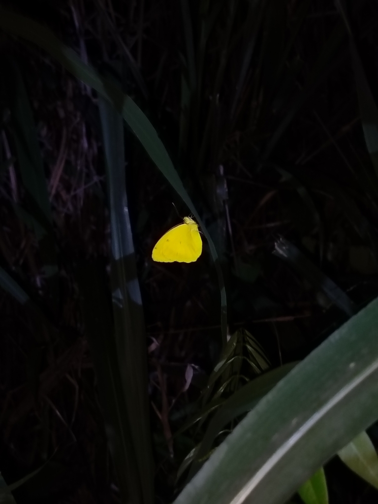 橙端粉蝶（Ixias pyrene）