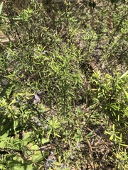 Conradina grandiflora image