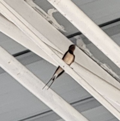 Barn Swallow