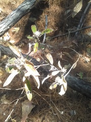 Lagascea heteropappus