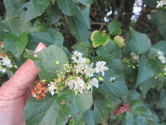 Dombeya tiliacea