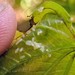 Air Potato Leaf Beetle - Photo (c) Irvin Louque, some rights reserved (CC BY-NC-ND), uploaded by Irvin Louque