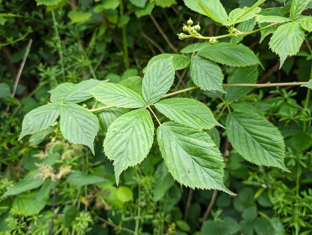 Andean blackberry