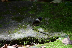 Psolodesmus mandarinus mandarinus