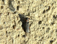 Phytoecia pustulata