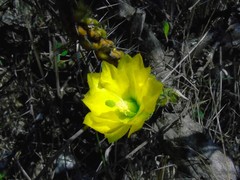 Opuntia pumila