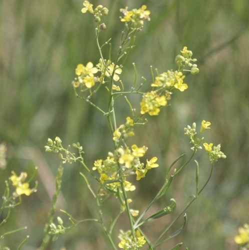 Sisymbrium volgense M.Bieb. ex E.Fourn.