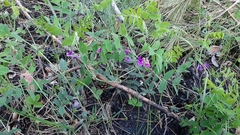 Lathyrus humilis