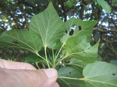 Dombeya tiliacea