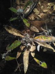 Lagascea heteropappus