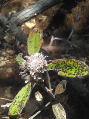 Lagascea heteropappus