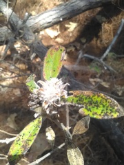 Lagascea heteropappus