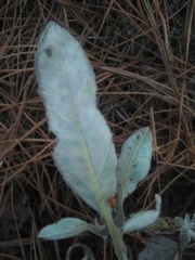 Lagascea heteropappus