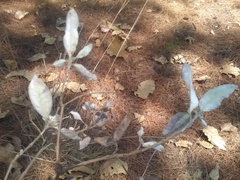 Lagascea heteropappus