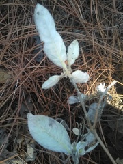 Lagascea heteropappus