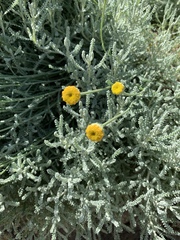 Santolina chamaecyparissus