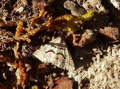 Dichromodes mesogonia
