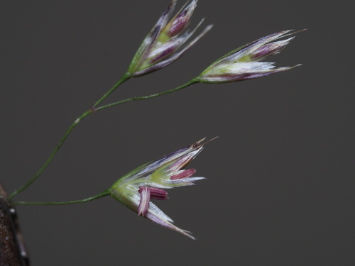 Deschampsia nubigena