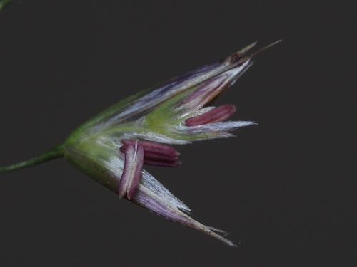 Deschampsia nubigena