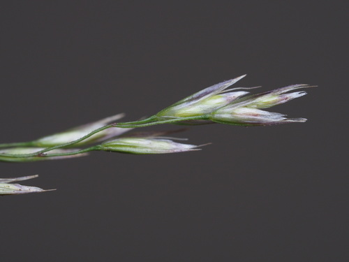 Deschampsia nubigena