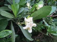 Voacanga thouarsii