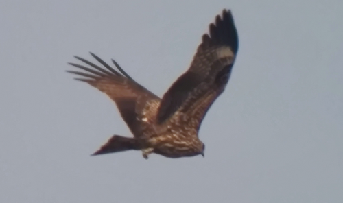 Black Kite