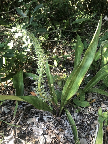 Sansevieria image