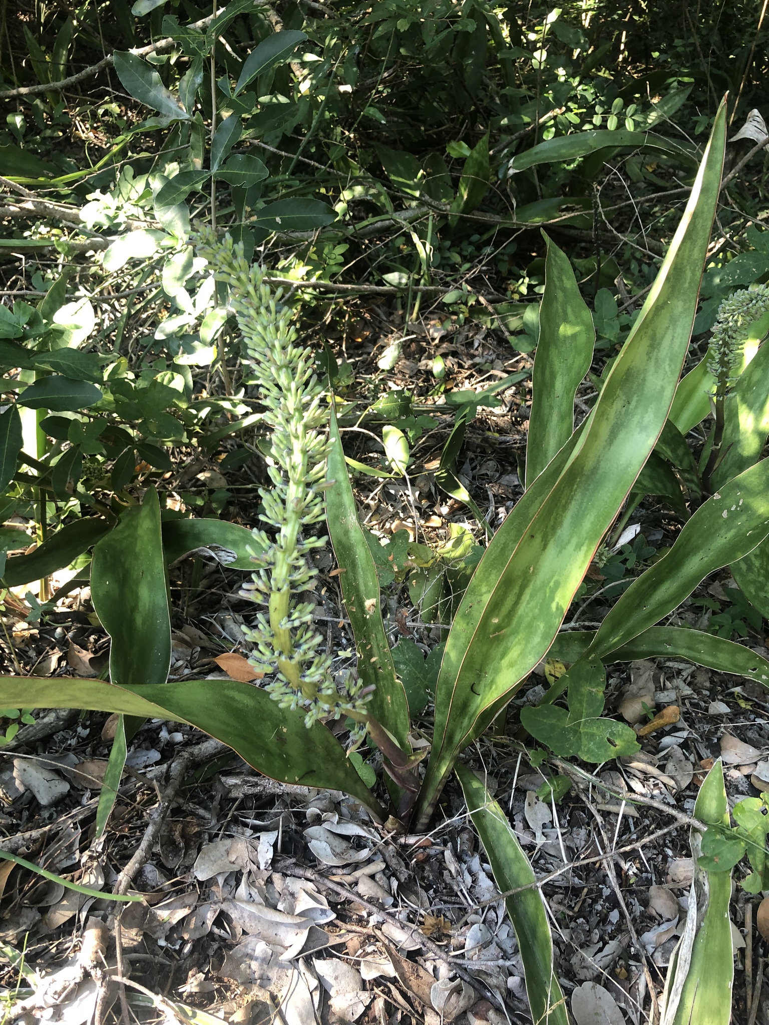 sansevieria grande Sansevieria 'Laurentii'