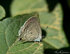 Catochrysops panormus