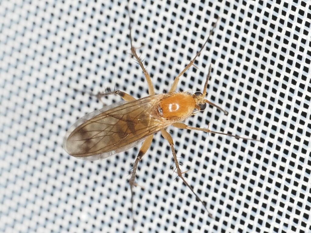 Leia bimaculata