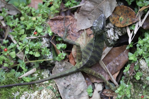 Robinson's Anglehead Lizard, Malayodracon robinsonii