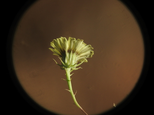Image of Tolpis umbellata by (c) Yves Bas, some rights reserved (CC BY)