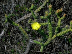 Opuntia pumila