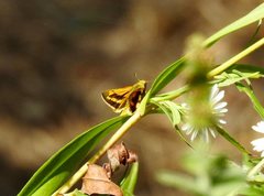 Ocybadistes walkeri sothis