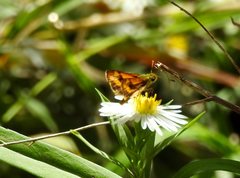 Ocybadistes walkeri sothis