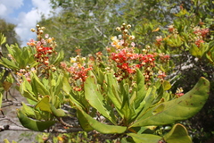 Byrsonima bucidaefolia