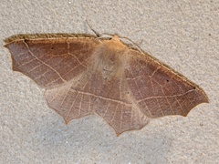Tetracis cervinaria