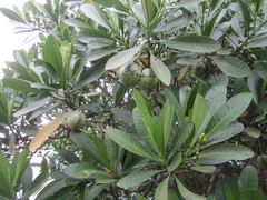 Voacanga thouarsii