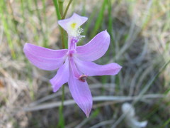 Calopogon tuberosus tuberosus
