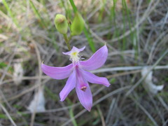 Calopogon tuberosus tuberosus