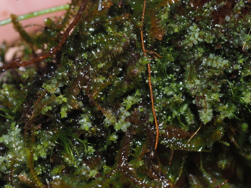 Image of Leptoscyphus baldwinii by (c) Kevin Faccenda, some rights reserved (CC BY)