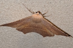Tetracis cervinaria