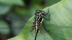 Leptogomphus sauteri formosanus