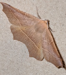 Tetracis cervinaria